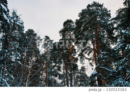 Trees covered with snow in a winter pine forest. A pine forest on a cloudy frosty winter day Trees covered with snow in a winter pine forest. A pine forest on a cloudy frosty winter day 110523163