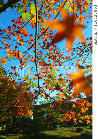 朝日を浴びる曾木公園の紅葉 朝日を浴びる曾木公園の紅葉 110523993