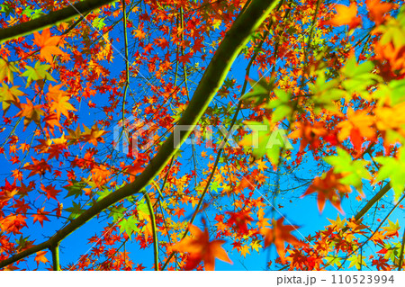 朝日を浴びる曾木公園の紅葉 朝日を浴びる曾木公園の紅葉 110523994