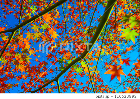 朝日を浴びる曾木公園の紅葉 朝日を浴びる曾木公園の紅葉 110523995