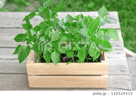 Seedling box against a rustic wooden wall. Wood crate with young pepper plants. Farming gardening concept. Plant nursery. Horticulture, cultivation, agriculture. Healthy nutrition organic vegetables Seedling box against a rustic wooden wall. Wood crate with young pepper plants. Farming gardening concept. Plant nursery. Horticulture, cultivation, agriculture. Healthy nutrition organic vegetables 110524313