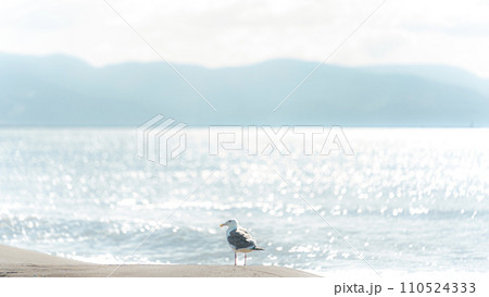 キラキラした海とカモメがいる風景 110524333