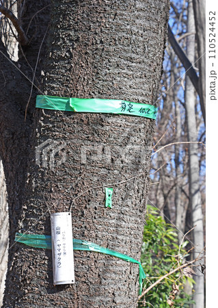 剪定準備のテーピングがされた山桜 110524452