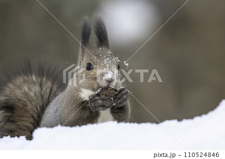 雪の中でクルミを食べるエゾリス 110524846
