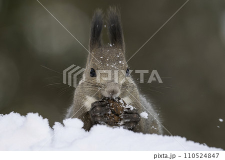 雪の中でクルミを食べるエゾリス 110524847
