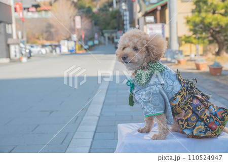 犬と着物 犬と着物 110524947