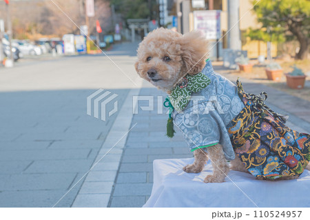 犬と着物 犬と着物 110524957