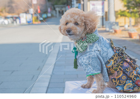 犬と着物 犬と着物 110524960