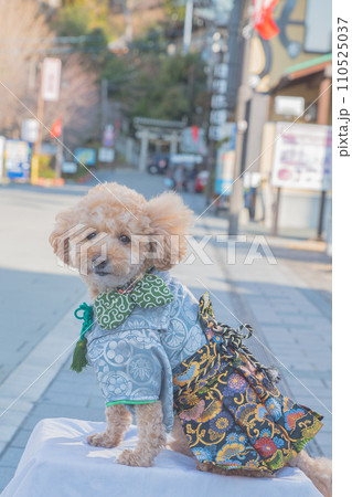 犬と着物 110525037