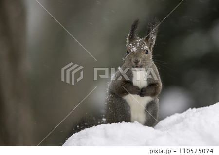 雪の中でたたずむエゾリス 110525074