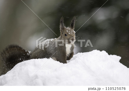 雪の中でたたずむエゾリス 110525076