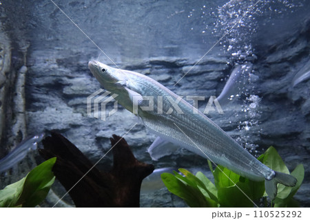 The phalacronotus bleekeri fish in water The phalacronotus bleekeri fish in water 110525292