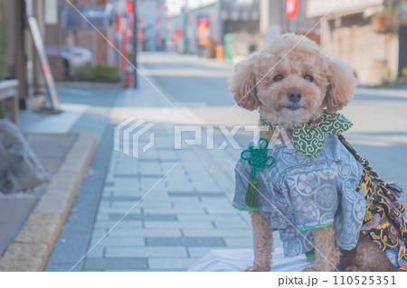 犬と着物 110525351