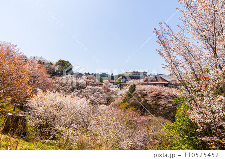 奈良県吉野山 満開の桜風景 奈良県吉野山 満開の桜風景 110525452