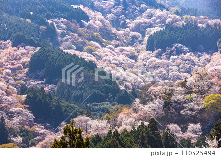 奈良県吉野山　満開の桜風景　 110525494