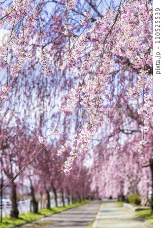 鮮やかに咲いた日中線のしだれ桜並木 福島県喜多方市 鮮やかに咲いた日中線のしだれ桜並木 福島県喜多方市 110525539