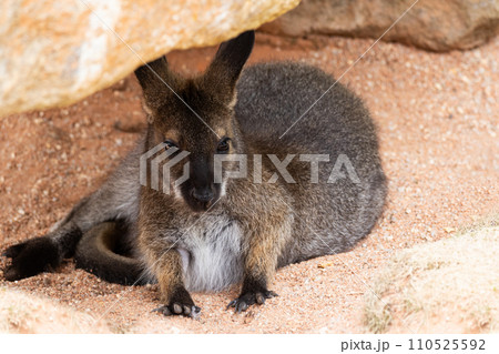 Small kangaroo hiding under stones 110525592