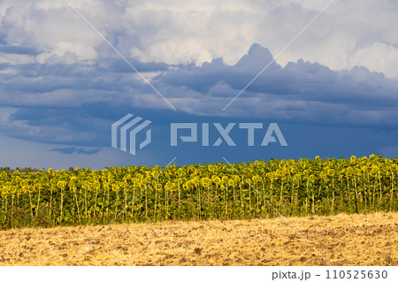 Sunflowers on field with clouds on sky 110525630