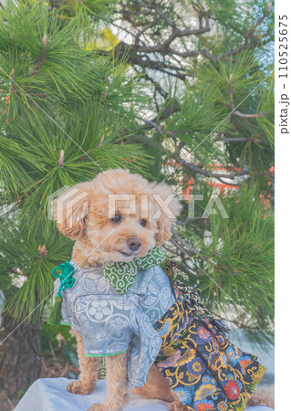 犬と着物 犬と着物 110525675