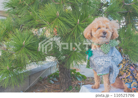 犬と着物 犬と着物 110525706