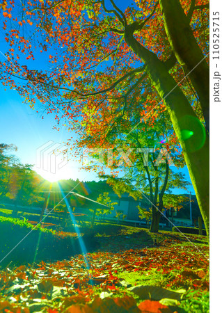 朝日を浴びる曾木公園の紅葉 朝日を浴びる曾木公園の紅葉 110525715