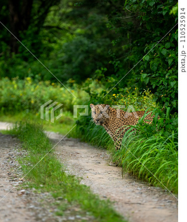 Indian wild male leopard or panther or panthera pardus with an eye contact standing near track or trail peeping in natural scenic monsoon season green background in wildlife jungle safari forest india 110525914