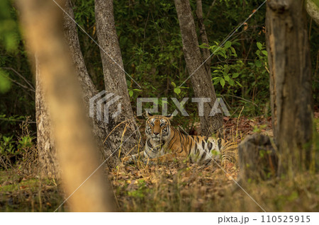 wild female royal bengal tiger or panthera tigris sitting deep in natural green scenic forest during winter season safari in bandhavgarh national park forest tiger reserve madhya pradesh india wild female royal bengal tiger or panthera tigris sitting deep in natural green scenic forest during winter season safari in bandhavgarh national park forest tiger reserve madhya pradesh india 110525915
