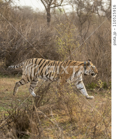 wild bengal female Tiger or panthera tigris with tracking collar on her neck famous pony or broken tail tigress on prowl in wildlife safari at sariska national park forest alwar rajasthan india asia wild bengal female Tiger or panthera tigris with tracking collar on her neck famous pony or broken tail tigress on prowl in wildlife safari at sariska national park forest alwar rajasthan india asia 110525916