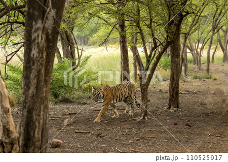 wild female bengal tiger or panthera tigris on move in her territory during winter season safari in natural scenic green ranthambore national park forest reserve sawai madhopur rajasthan india wild female bengal tiger or panthera tigris on move in her territory during winter season safari in natural scenic green ranthambore national park forest reserve sawai madhopur rajasthan india 110525917