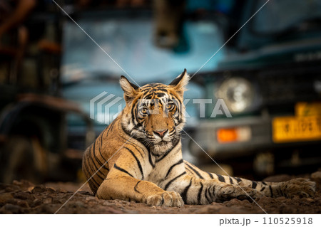 Showstopper wild male tiger or panthera tigris closeup sitting in middle of road or track a roadblock inside a jungle safari at Ranthambore National Park Forest Tiger Reserve Rajasthan India Showstopper wild male tiger or panthera tigris closeup sitting in middle of road or track a roadblock inside a jungle safari at Ranthambore National Park Forest Tiger Reserve Rajasthan India 110525918