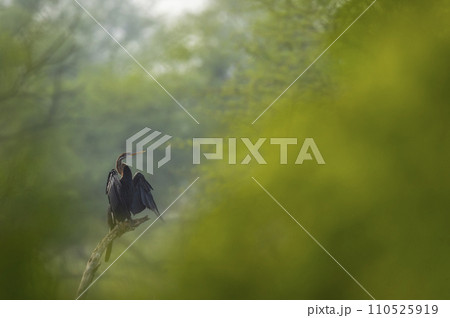Oriental darter or Indian darter or Anhinga melanogaster fine art portrait basking or sunning perched in natural green foreground at keoladeo national park bharatpur bird sanctuary rajasthan india 110525919