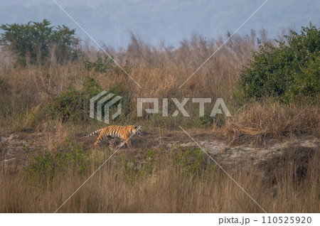 Indian wild female bengal tiger or panthera tigris running or prowl behind prey in terai region forest in winter season safari at dhikala zone of jim corbett national park reserve uttarakhand india Indian wild female bengal tiger or panthera tigris running or prowl behind prey in terai region forest in winter season safari at dhikala zone of jim corbett national park reserve uttarakhand india 110525920