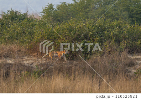 Indian wild female bengal tiger or panthera tigris running or prowl behind prey in terai region forest in winter season safari at dhikala zone of jim corbett national park reserve uttarakhand india 110525921
