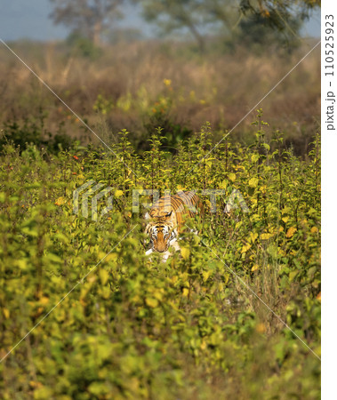 wild female bengal tiger or panthera tigris with spotted deer or chital kill neck in jaws mouth with eye contact in natural green field terai region forest jim corbett national park uttarakhand india 110525923