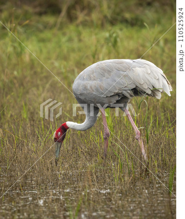 sarus crane or Grus antigone closeup feeding behaviour in natural green grass background during winter excursion at keoladeo national park or bharatpur bird sanctuary rajasthan india sarus crane or Grus antigone closeup feeding behaviour in natural green grass background during winter excursion at keoladeo national park or bharatpur bird sanctuary rajasthan india 110525924