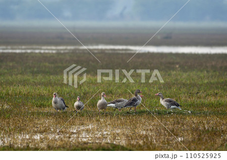 Greylag goose or Anser anser flock of birds or family in open grass field and wetland of keoladeo national park or bharatpur bird sanctuary rajasthan india 110525925
