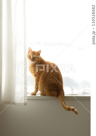 猫ちゃん親子の日常風景 110526082