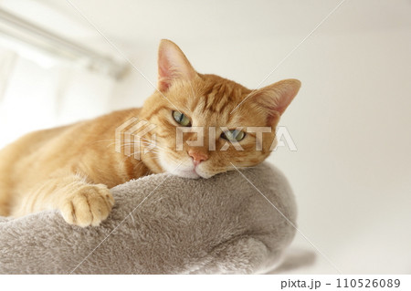 猫ちゃん親子の日常風景 110526089