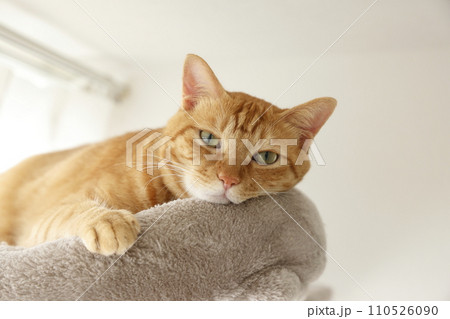 猫ちゃん親子の日常風景 猫ちゃん親子の日常風景 110526090