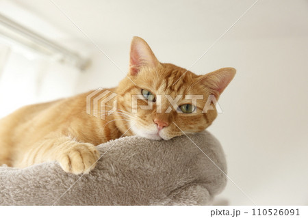 猫ちゃん親子の日常風景 猫ちゃん親子の日常風景 110526091