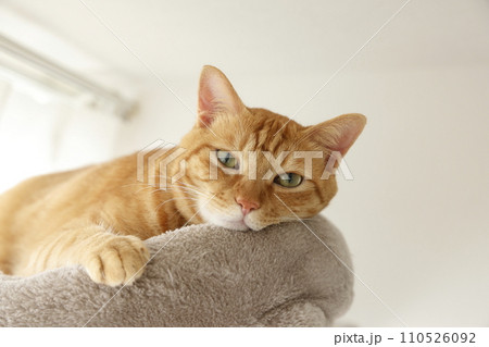 猫ちゃん親子の日常風景 猫ちゃん親子の日常風景 110526092