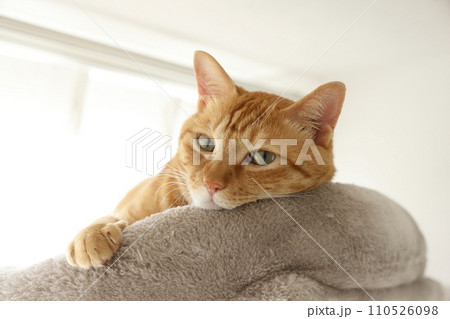 猫ちゃん親子の日常風景 猫ちゃん親子の日常風景 110526098