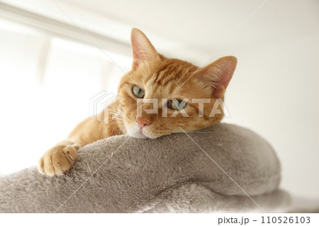 猫ちゃん親子の日常風景 110526103