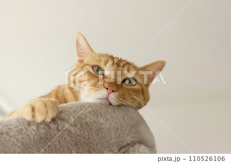 猫ちゃん親子の日常風景 110526106