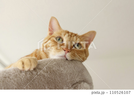 猫ちゃん親子の日常風景 110526107