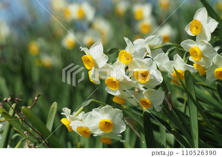 スイセン(Narcissus) スイセン(Narcissus) 110526390