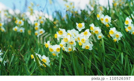 スイセン(Narcissus) 110526397
