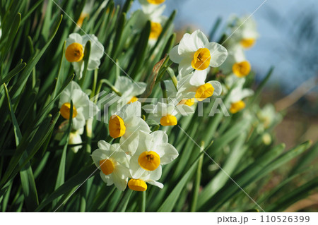 スイセン(Narcissus) 110526399