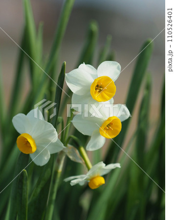 スイセン(Narcissus) スイセン(Narcissus) 110526401