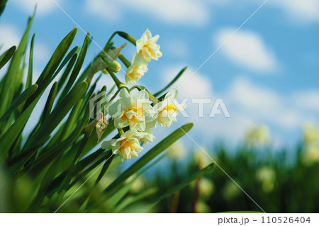 スイセン(Narcissus) 110526404